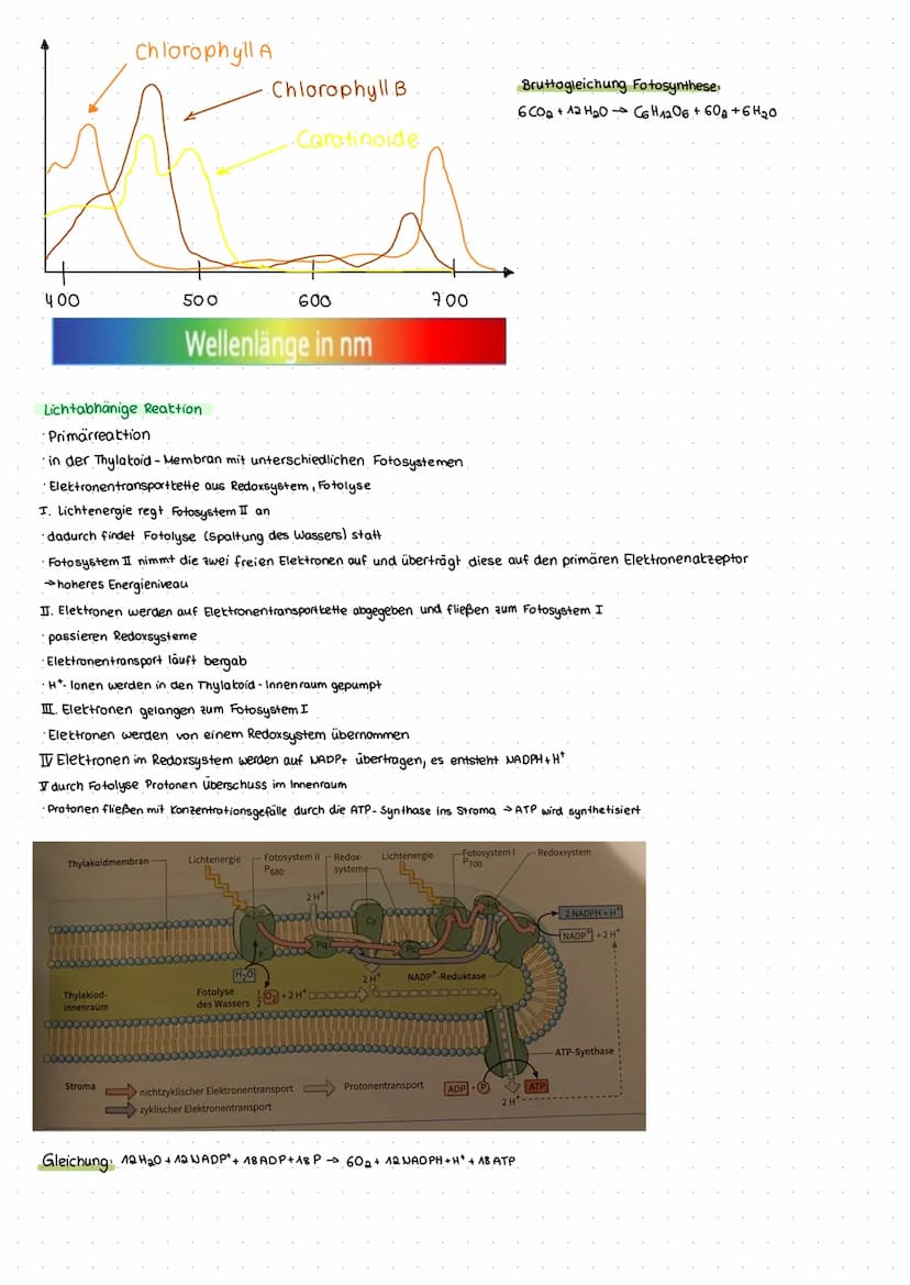 Q2.1 Strukturierung von Ökosystemen
Abiotische Faktoren
•Einflussfaktoren der unbelebten Umwelt
Temperatur: Wärme ist eine Form von Energie 