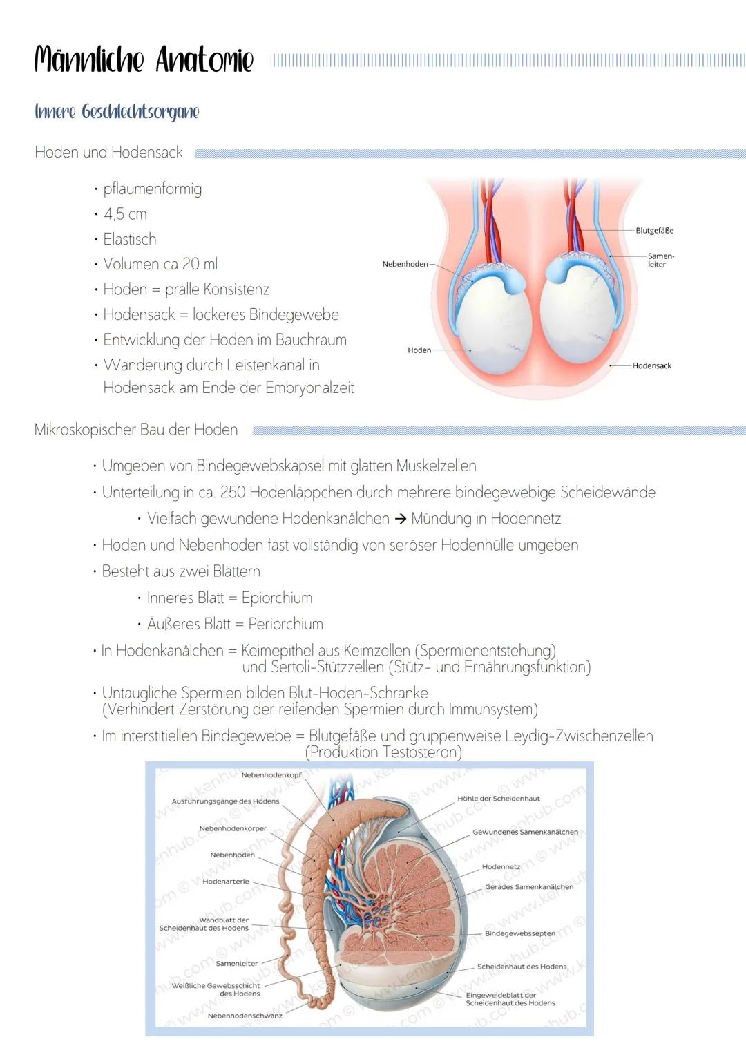 Männliche Anatomie
Innere Geschlechtsorgane
Hoden und Hodensack
• pflaumenförmig
4,5 cm
• Elastisch
Volumen ca 20 ml
• Hoden = pralle Konsis