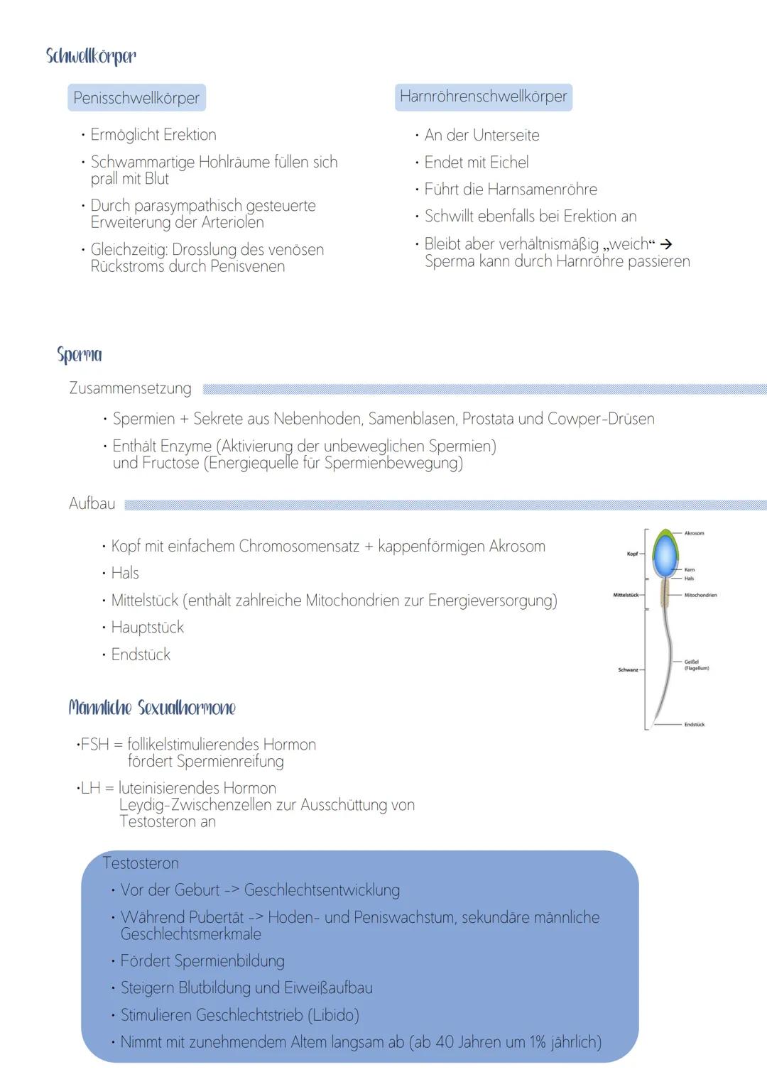 Männliche Anatomie
Innere Geschlechtsorgane
Hoden und Hodensack
• pflaumenförmig
4,5 cm
• Elastisch
Volumen ca 20 ml
• Hoden = pralle Konsis