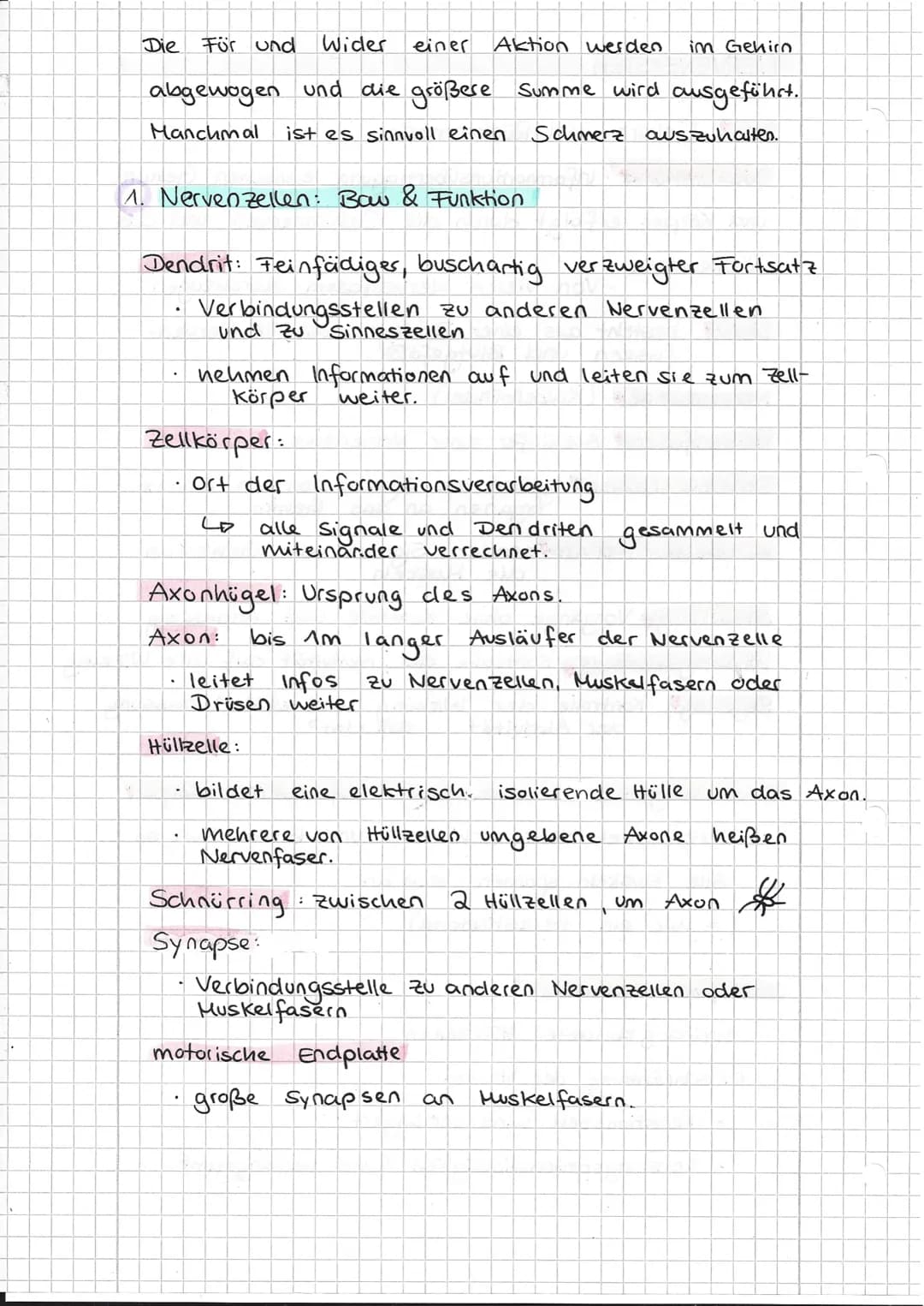 NERVENSYSTEM
ZNS: Gehirn und Rückenmark
Rückenmark: Informationsübertragung zwischen Gehirn
und Körper erfolgt durch die Gehirnnerven und da