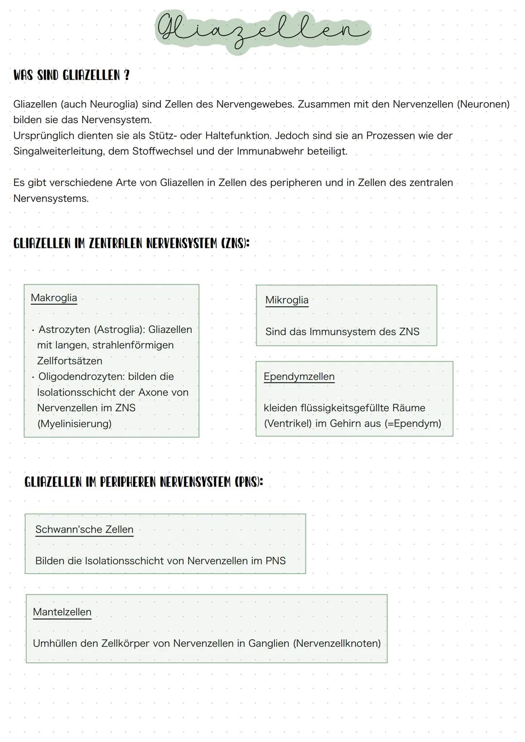 Piazellen
Gliazellen (auch Neuroglia) sind Zellen des Nervengewebes. Zusammen mit den Nervenzellen (Neuronen)
bilden sie das Nervensystem.
W