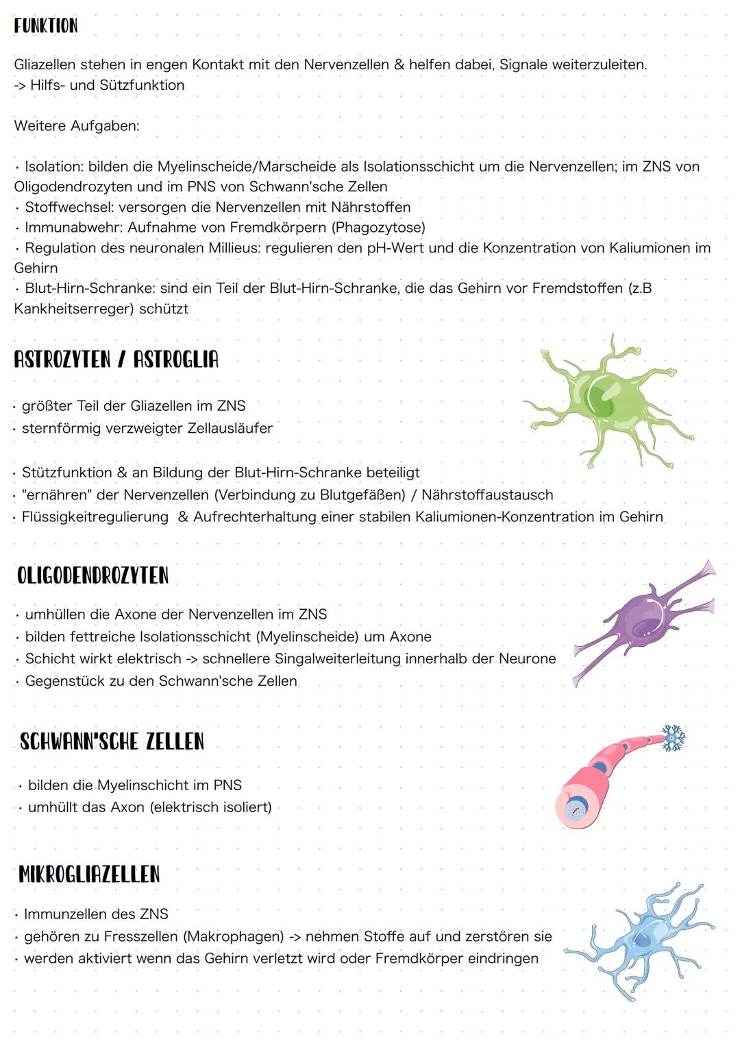 Piazellen
Gliazellen (auch Neuroglia) sind Zellen des Nervengewebes. Zusammen mit den Nervenzellen (Neuronen)
bilden sie das Nervensystem.
W