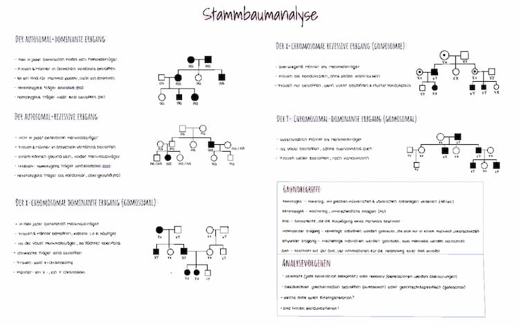 Know stammbaumanalyse  thumbnail