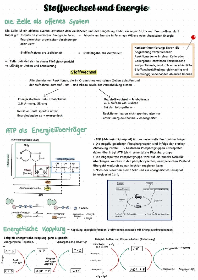 ENZYME = Biokatalysatoren
Enzyme ermöglichen schnelle chemische Reaktionen
I. Verringern die Aktivierungsenergie -> Beschleunigung der Reakt