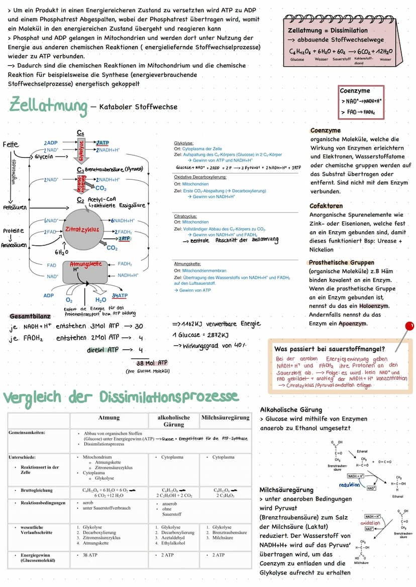 ENZYME = Biokatalysatoren
Enzyme ermöglichen schnelle chemische Reaktionen
I. Verringern die Aktivierungsenergie -> Beschleunigung der Reakt