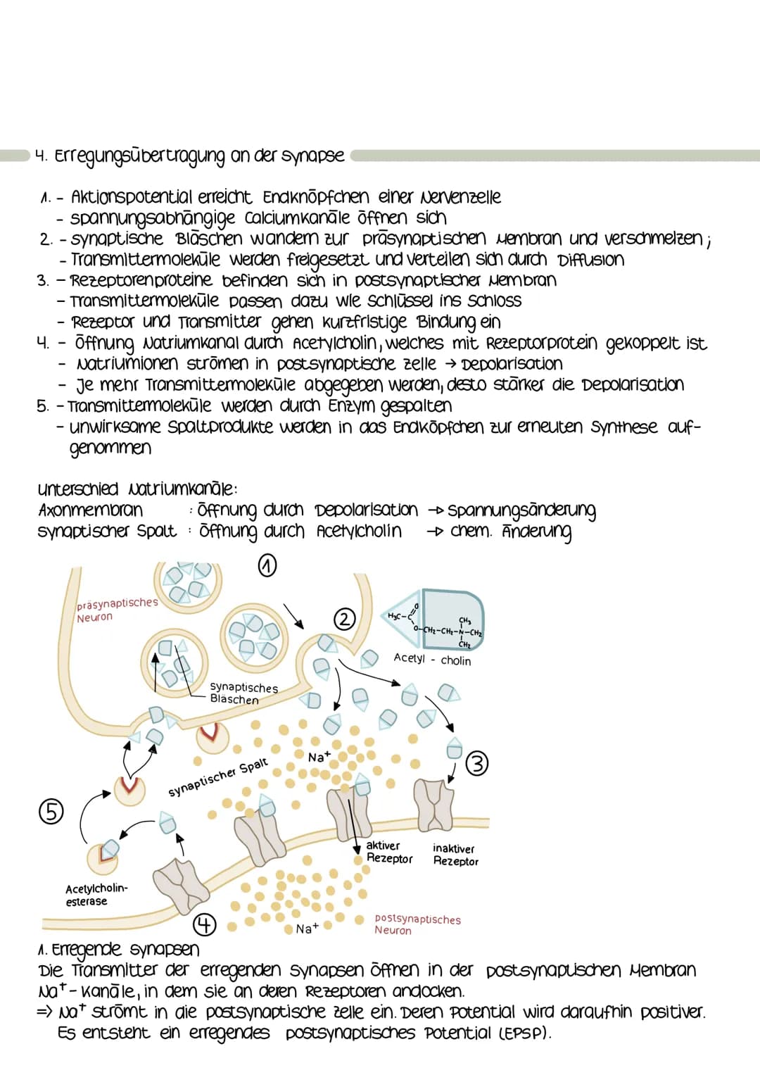 4. Erregungsübertragung an der synapse
1.- Aktionspotential erreicht Endknöpfchen einer Nervenzelle
spannungsabhängige calciumkanāle öffnen 