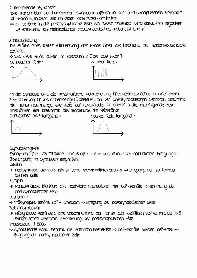 4. Erregungsübertragung an der synapse
1.- Aktionspotential erreicht Endknöpfchen einer Nervenzelle
spannungsabhängige calciumkanāle öffnen 