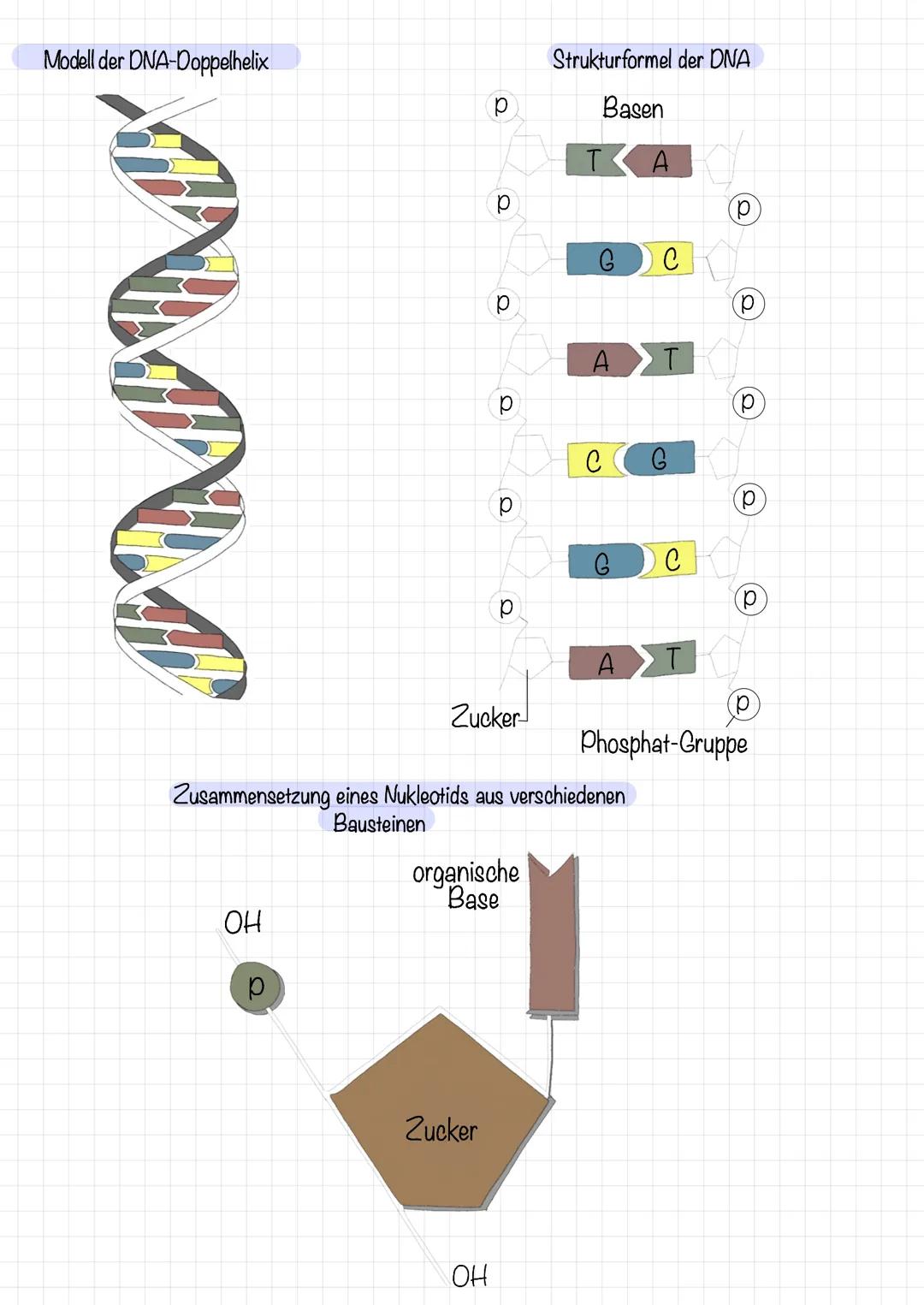 # Die Struktur der DNA

Kurz und knapp

Die in jedem Zellkern enthaltene DNA ist Träger der Erbinformation. Sie besteht aus zwei Nukleotidke