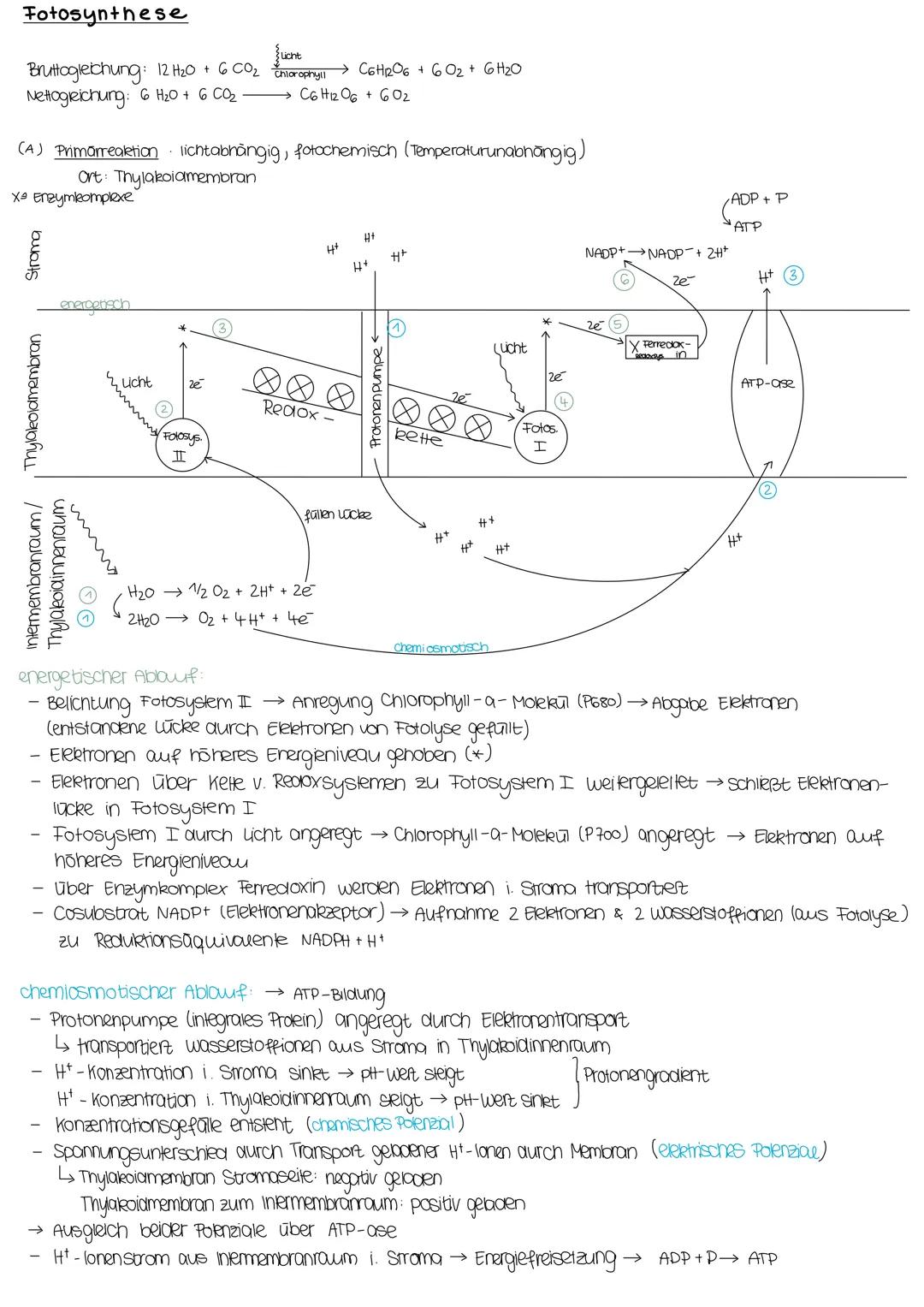 # Fotosynthese

Licht
Bruttogleichung: 12 H2O + 6 CO2 $\xrightarrow{Chiorophyll}$ C6H12O6 + 602+ 6H2O
Nettogreichung: 6 H2O + 6 CO₂ $\longri