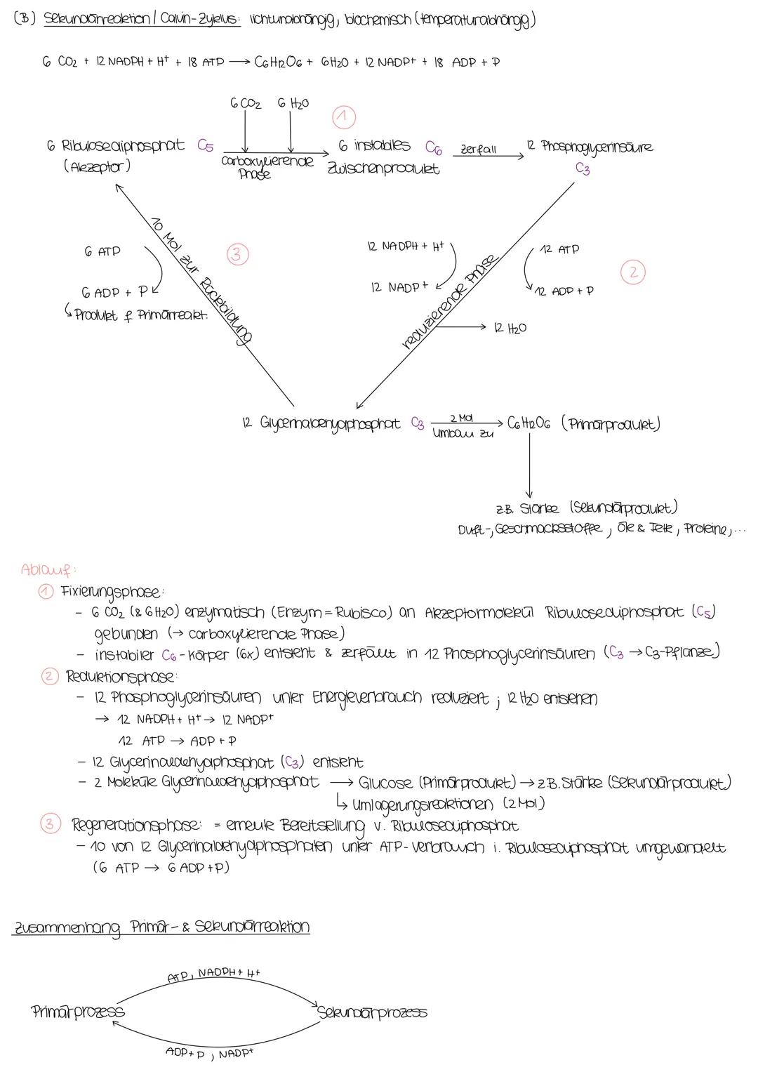 # Fotosynthese

Licht
Bruttogleichung: 12 H2O + 6 CO2 $\xrightarrow{Chiorophyll}$ C6H12O6 + 602+ 6H2O
Nettogreichung: 6 H2O + 6 CO₂ $\longri