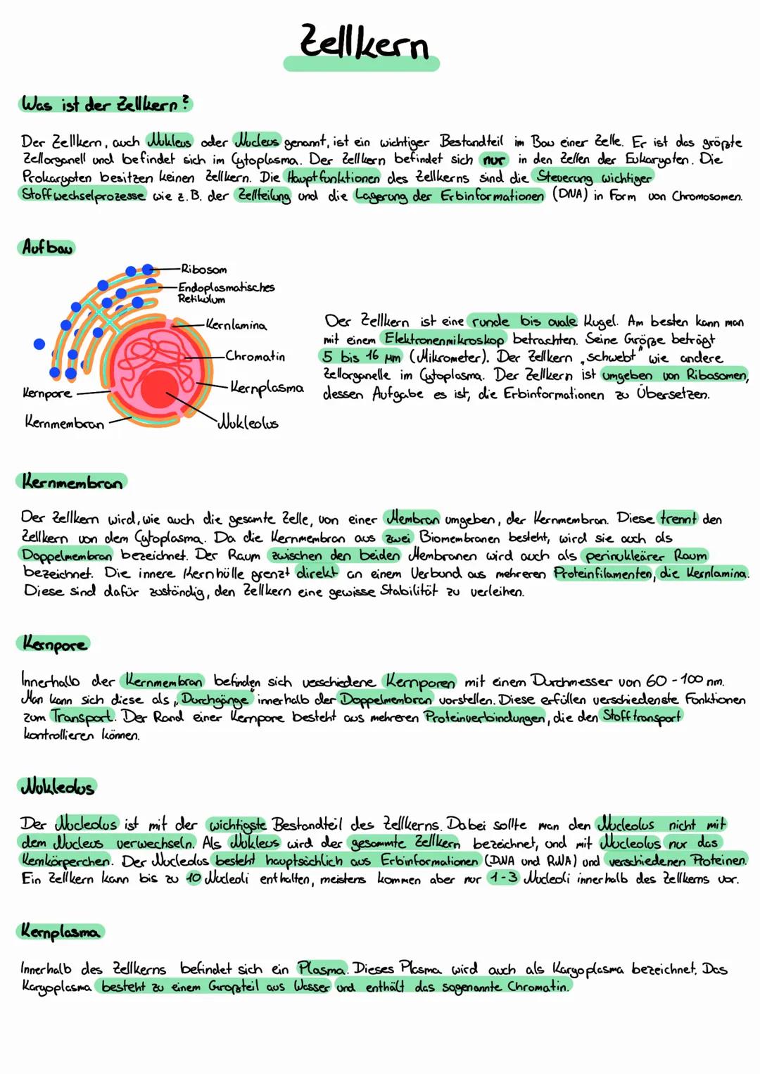 Was ist der Zellkern?
Der Zellkern, auch Nukleus oder Nucleus genannt, ist ein wichtiger Bestandteil im Bau einer Zelle. Er ist das größte
Z