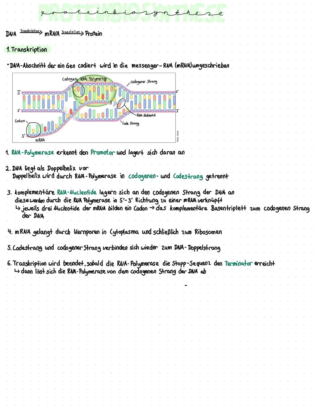 Transkription
3'
منممو
سمه
DNA
1. Transkription
•DNA-Abschnitt der ein Gen codiert wird in die messenger-RNA (mRNA) umgeschrieben
Codogen RN
