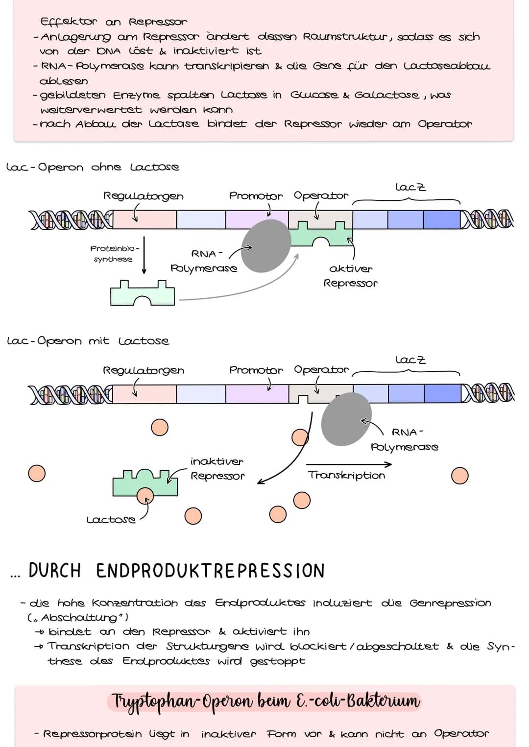 Genregulation bei Prokaryoten
Genregulation bezeichnet die Steuerung der Aktivität von Genen, genauer die
Steuerung der Genexpression. Sie b