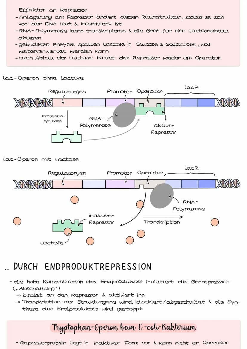 Genregulation bei Prokaryoten
Genregulation bezeichnet die Steuerung der Aktivität von Genen, genauer die
Steuerung der Genexpression. Sie b