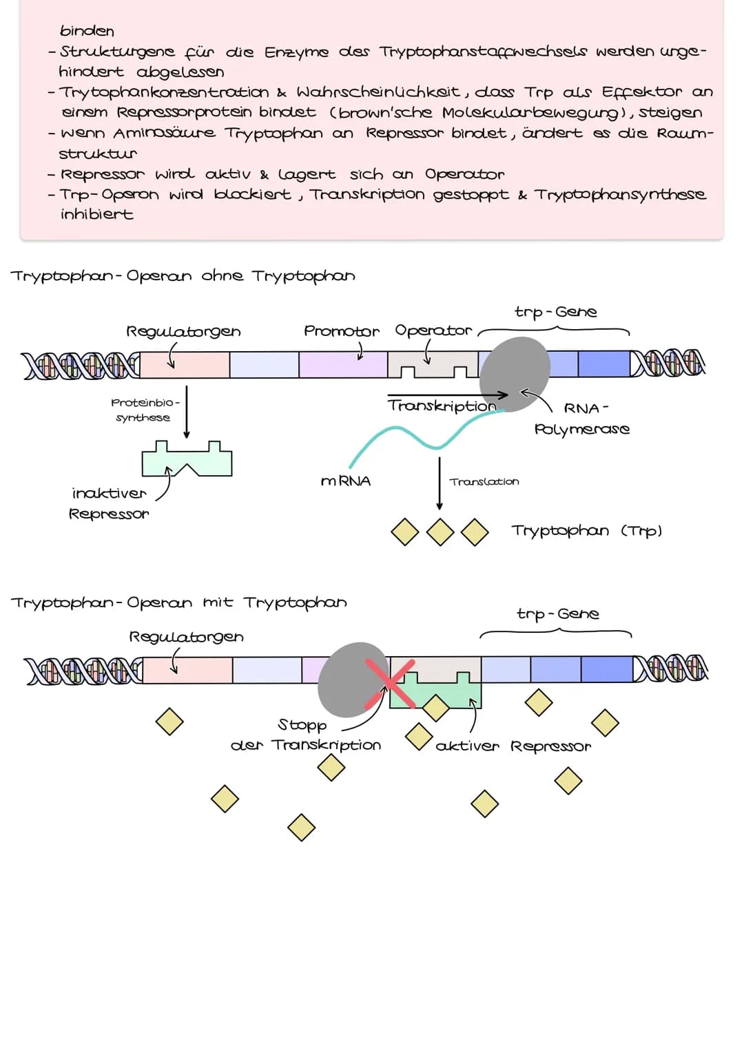 Genregulation bei Prokaryoten
Genregulation bezeichnet die Steuerung der Aktivität von Genen, genauer die
Steuerung der Genexpression. Sie b