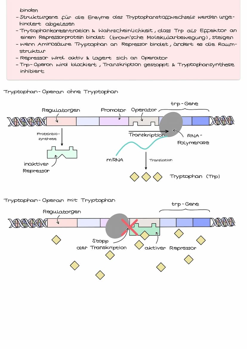 Genregulation bei Prokaryoten
Genregulation bezeichnet die Steuerung der Aktivität von Genen, genauer die
Steuerung der Genexpression. Sie b