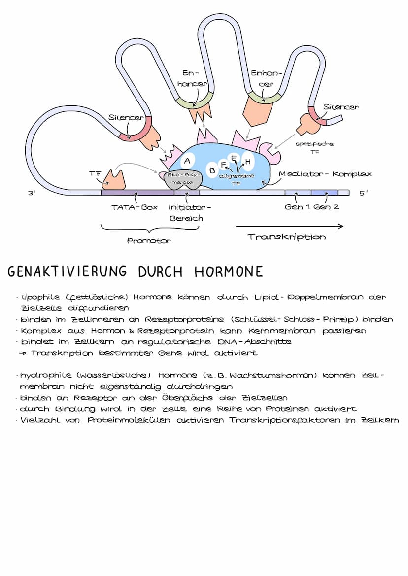Genregulation bei Prokaryoten
Genregulation bezeichnet die Steuerung der Aktivität von Genen, genauer die
Steuerung der Genexpression. Sie b