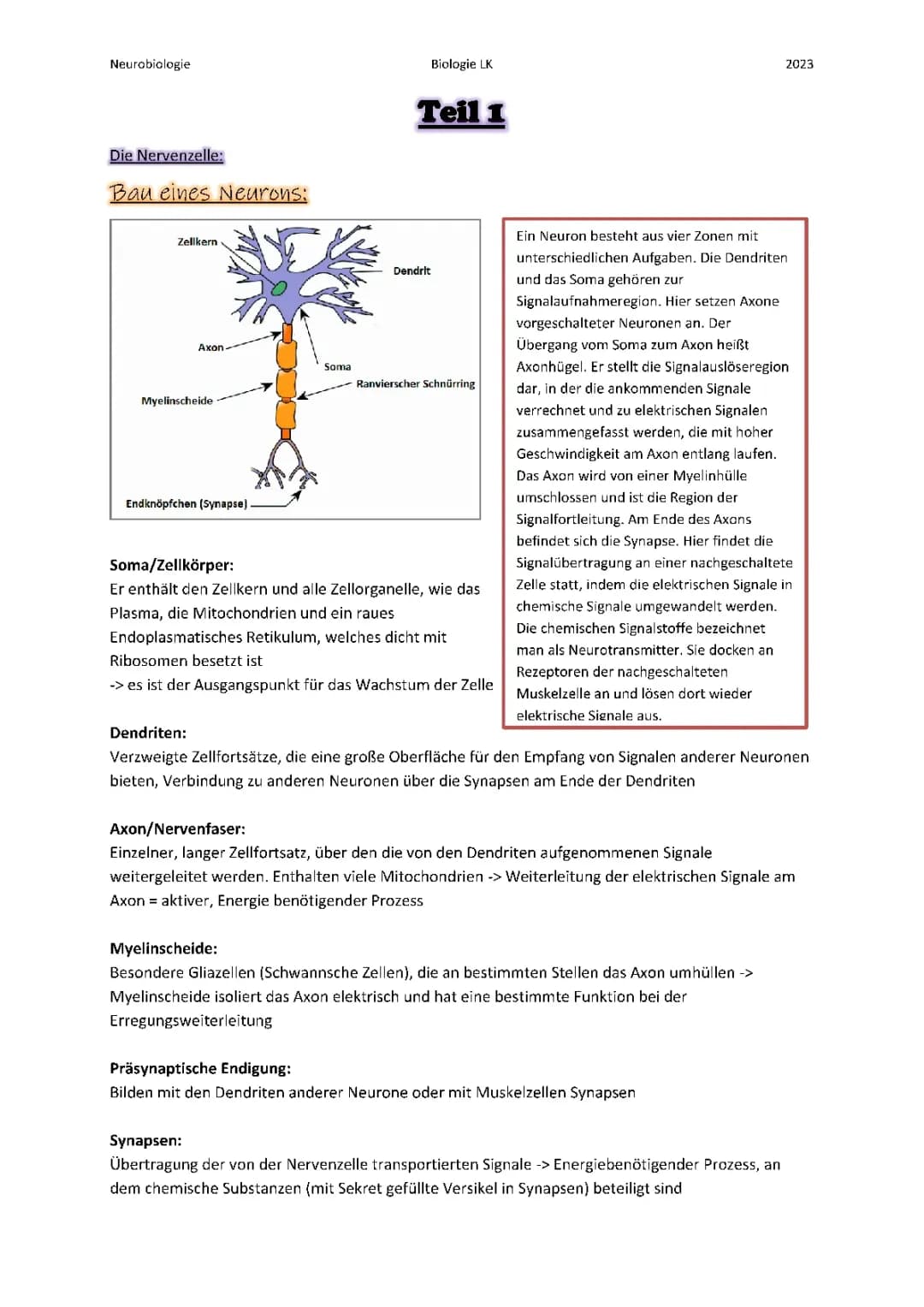 Alles über Nervenzellen: Aufbau, Funktion und Myelinscheide