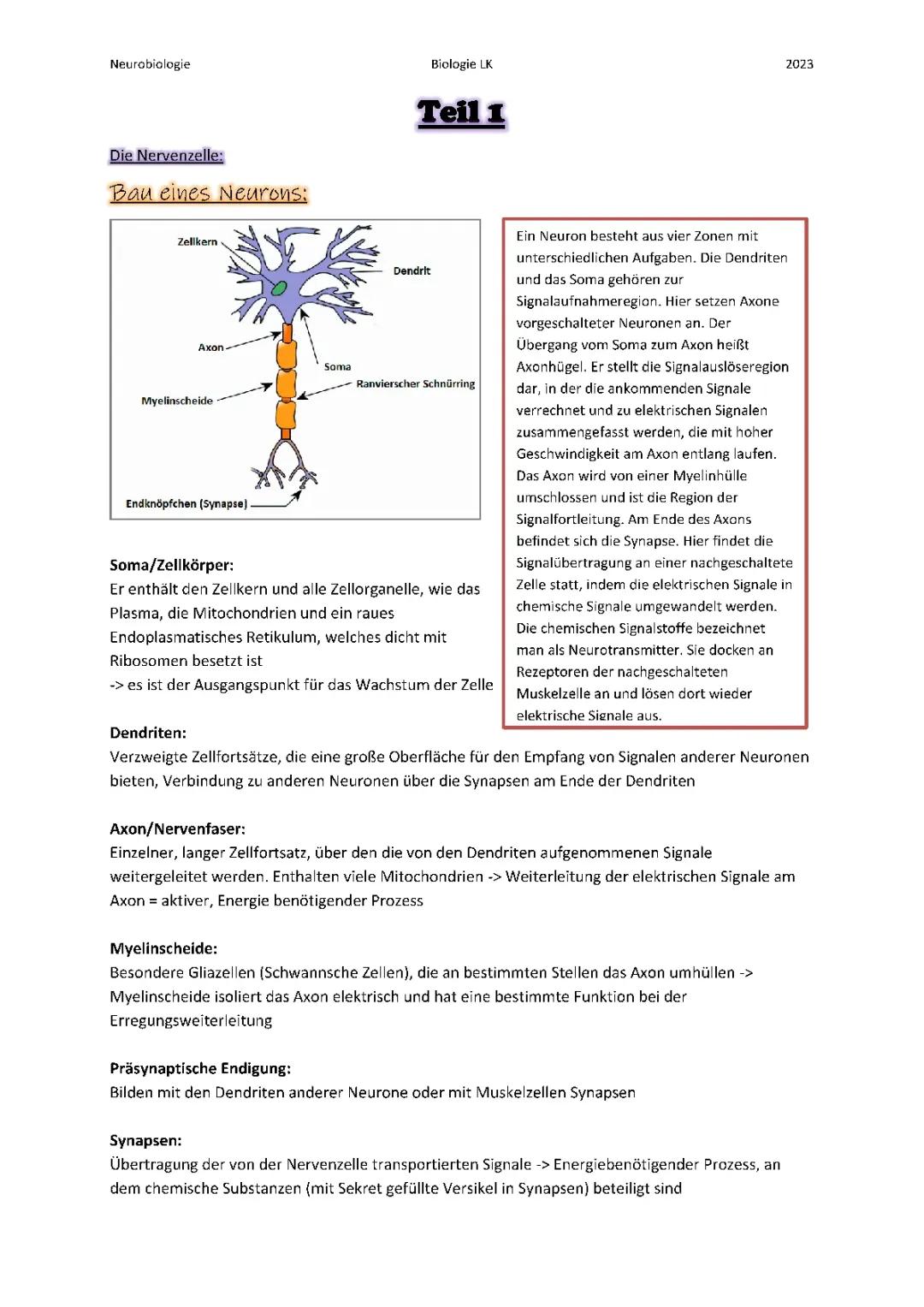 Alles über Nervenzellen: Aufbau, Funktion und Myelinscheide