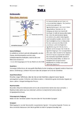 Know Neurobiologie Teil 1 thumbnail