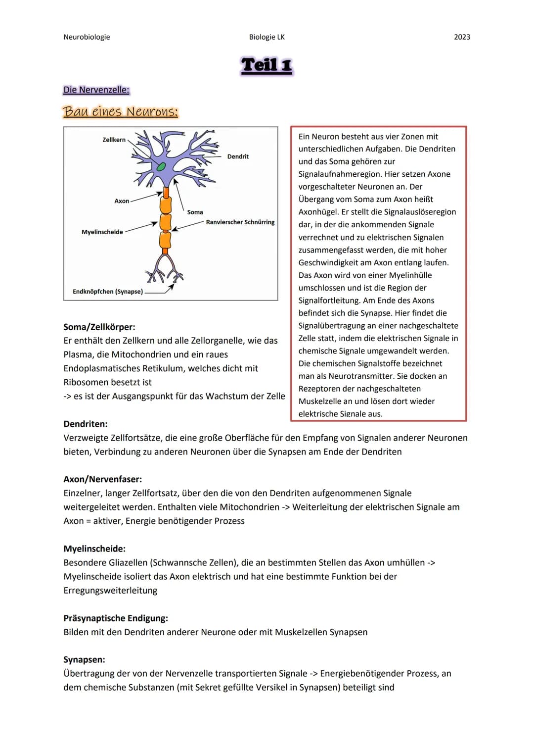 Neurobiologie
Die Nervenzelle:
Bau eines Neurons:
Zellkern
Axon
Myelinscheide
Endknöpfchen (Synapse).
Soma
Biologie LK
Teil 1
Dendrit
Ranvie