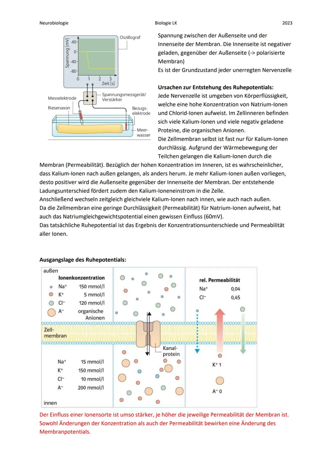 Neurobiologie
Die Nervenzelle:
Bau eines Neurons:
Zellkern
Axon
Myelinscheide
Endknöpfchen (Synapse).
Soma
Biologie LK
Teil 1
Dendrit
Ranvie