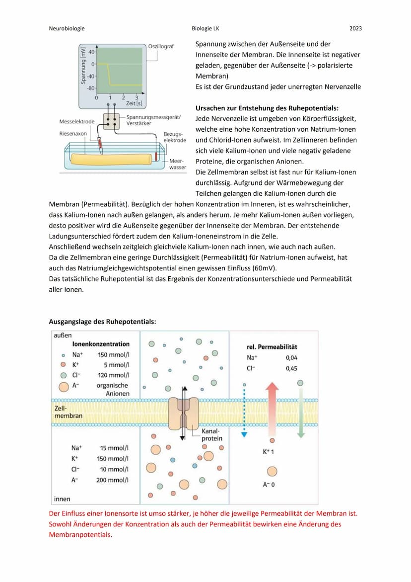 Neurobiologie
Die Nervenzelle:
Bau eines Neurons:
Zellkern
Axon
Myelinscheide
Endknöpfchen (Synapse).
Soma
Biologie LK
Teil 1
Dendrit
Ranvie