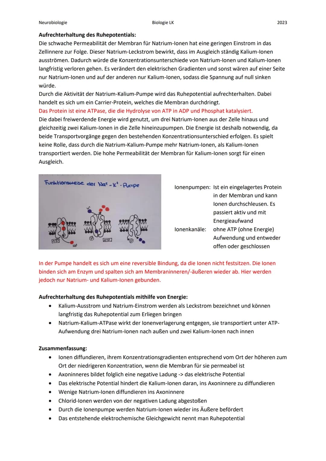 Neurobiologie
Die Nervenzelle:
Bau eines Neurons:
Zellkern
Axon
Myelinscheide
Endknöpfchen (Synapse).
Soma
Biologie LK
Teil 1
Dendrit
Ranvie