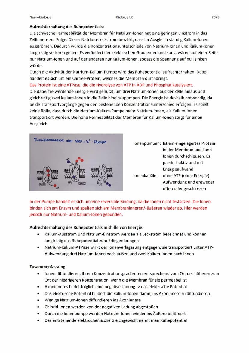 Neurobiologie
Die Nervenzelle:
Bau eines Neurons:
Zellkern
Axon
Myelinscheide
Endknöpfchen (Synapse).
Soma
Biologie LK
Teil 1
Dendrit
Ranvie