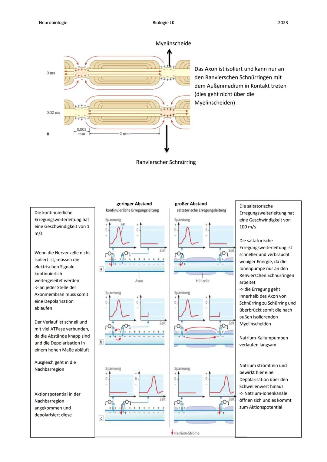 Neurobiologie
Die Nervenzelle:
Bau eines Neurons:
Zellkern
Axon
Myelinscheide
Endknöpfchen (Synapse).
Soma
Biologie LK
Teil 1
Dendrit
Ranvie