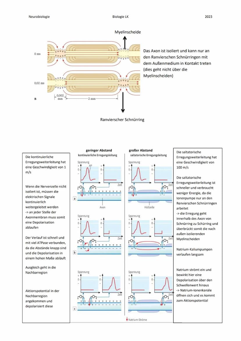Neurobiologie
Die Nervenzelle:
Bau eines Neurons:
Zellkern
Axon
Myelinscheide
Endknöpfchen (Synapse).
Soma
Biologie LK
Teil 1
Dendrit
Ranvie