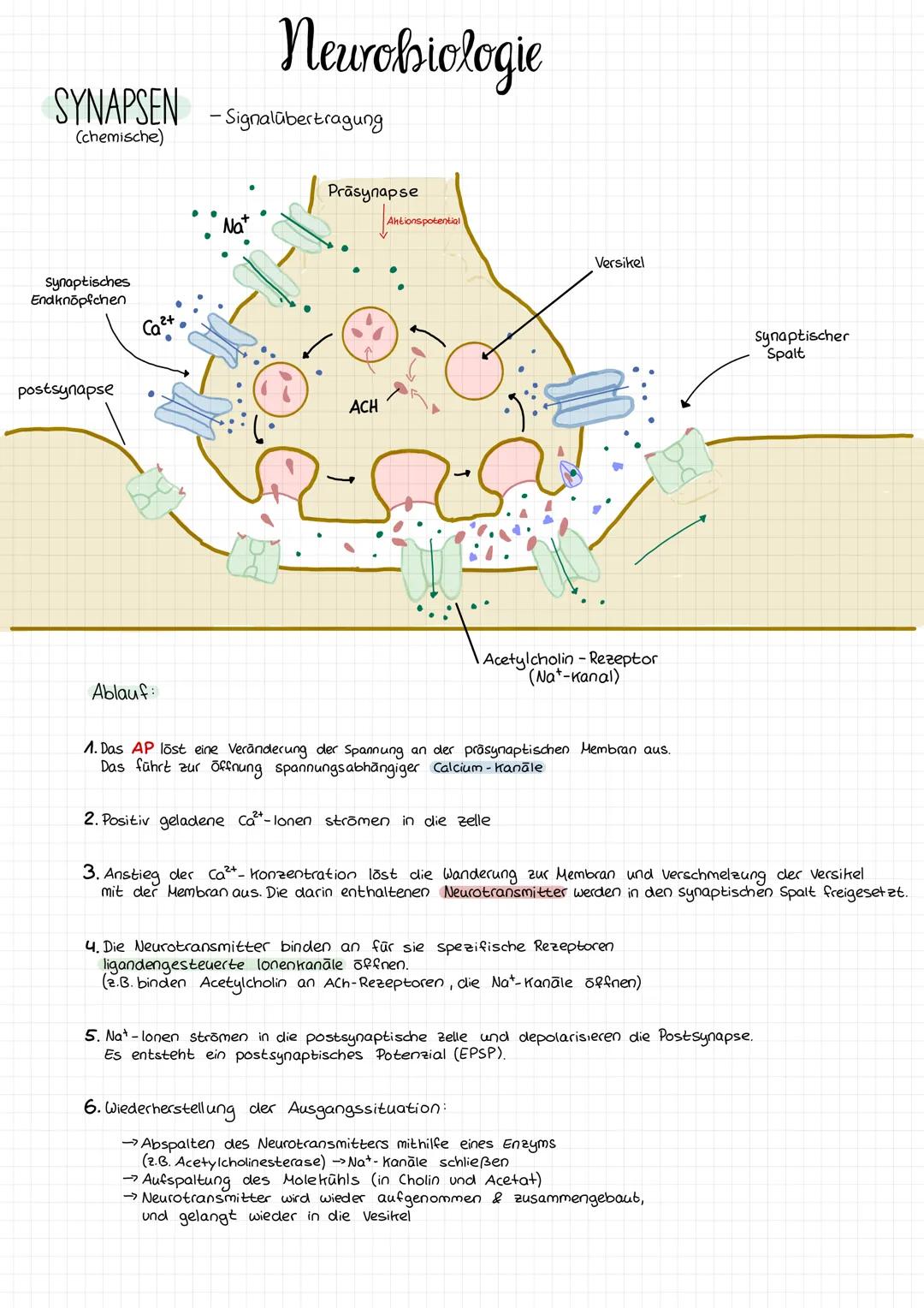 # Neurobiologie

SYNAPSEN -Signalübertragung
(chemische)

Prāsynapse

Synaptisches
Endknöpfchen

postsynapse

Ca2+

Nat

ACH

Ahtions potent