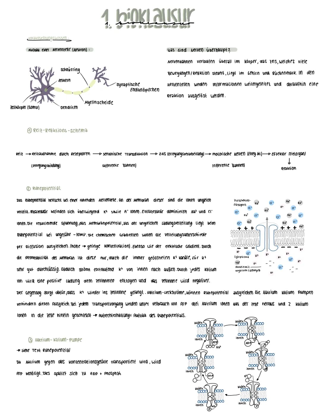  Voraussetzungswissen
Aufbau einer Nervenzelle (Neuron):
Zellkörper (soma)
schnurring
•Zellkern
Dendriten
Reiz-Reaktions-schema
Runepotenzia