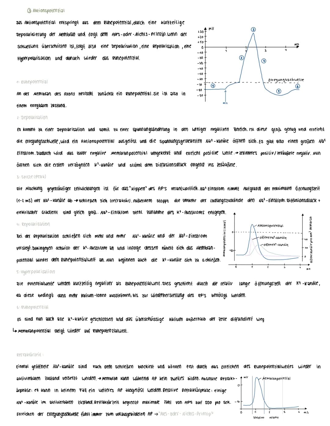  Voraussetzungswissen
Aufbau einer Nervenzelle (Neuron):
Zellkörper (soma)
schnurring
•Zellkern
Dendriten
Reiz-Reaktions-schema
Runepotenzia