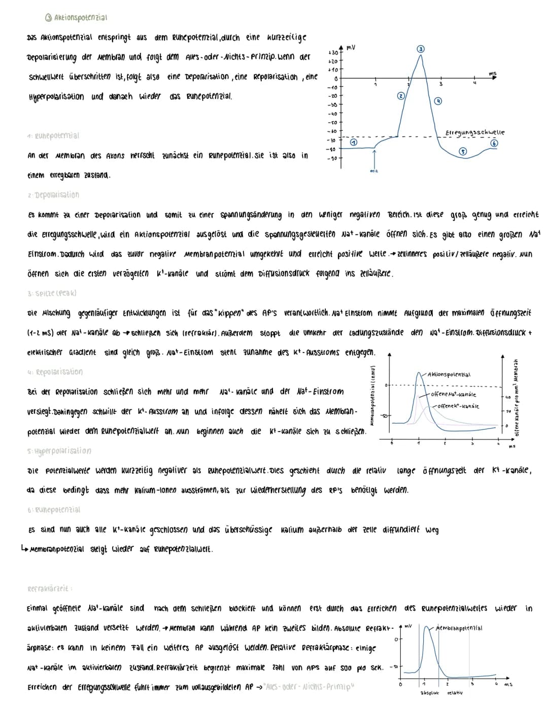  Voraussetzungswissen
Aufbau einer Nervenzelle (Neuron):
Zellkörper (soma)
schnurring
•Zellkern
Dendriten
Reiz-Reaktions-schema
Runepotenzia