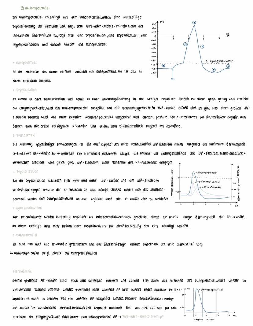 Voraussetzungswissen
Aufbau einer Nervenzelle (Neuron):
Zellkörper (soma)
schnurring
•Zellkern
Dendriten
Reiz-Reaktions-schema
Runepotenzia