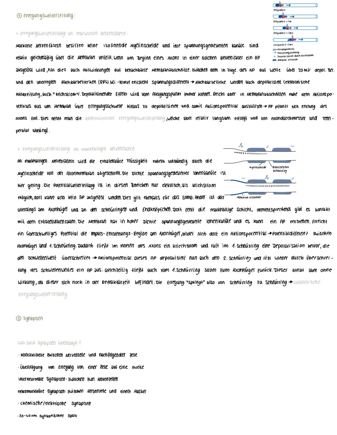  Voraussetzungswissen
Aufbau einer Nervenzelle (Neuron):
Zellkörper (soma)
schnurring
•Zellkern
Dendriten
Reiz-Reaktions-schema
Runepotenzia