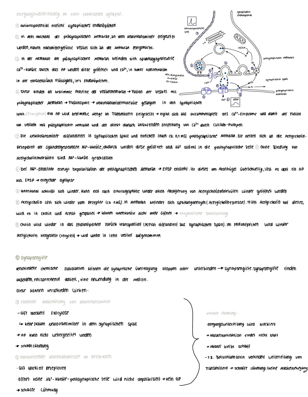  Voraussetzungswissen
Aufbau einer Nervenzelle (Neuron):
Zellkörper (soma)
schnurring
•Zellkern
Dendriten
Reiz-Reaktions-schema
Runepotenzia