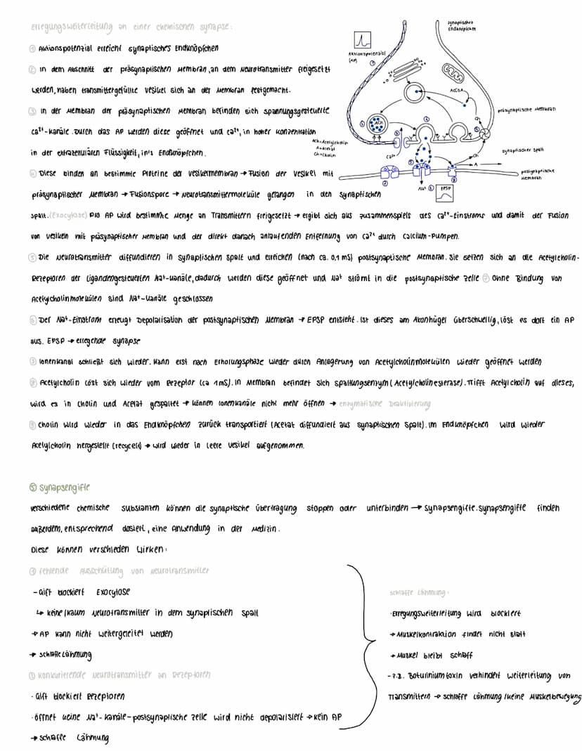  Voraussetzungswissen
Aufbau einer Nervenzelle (Neuron):
Zellkörper (soma)
schnurring
•Zellkern
Dendriten
Reiz-Reaktions-schema
Runepotenzia