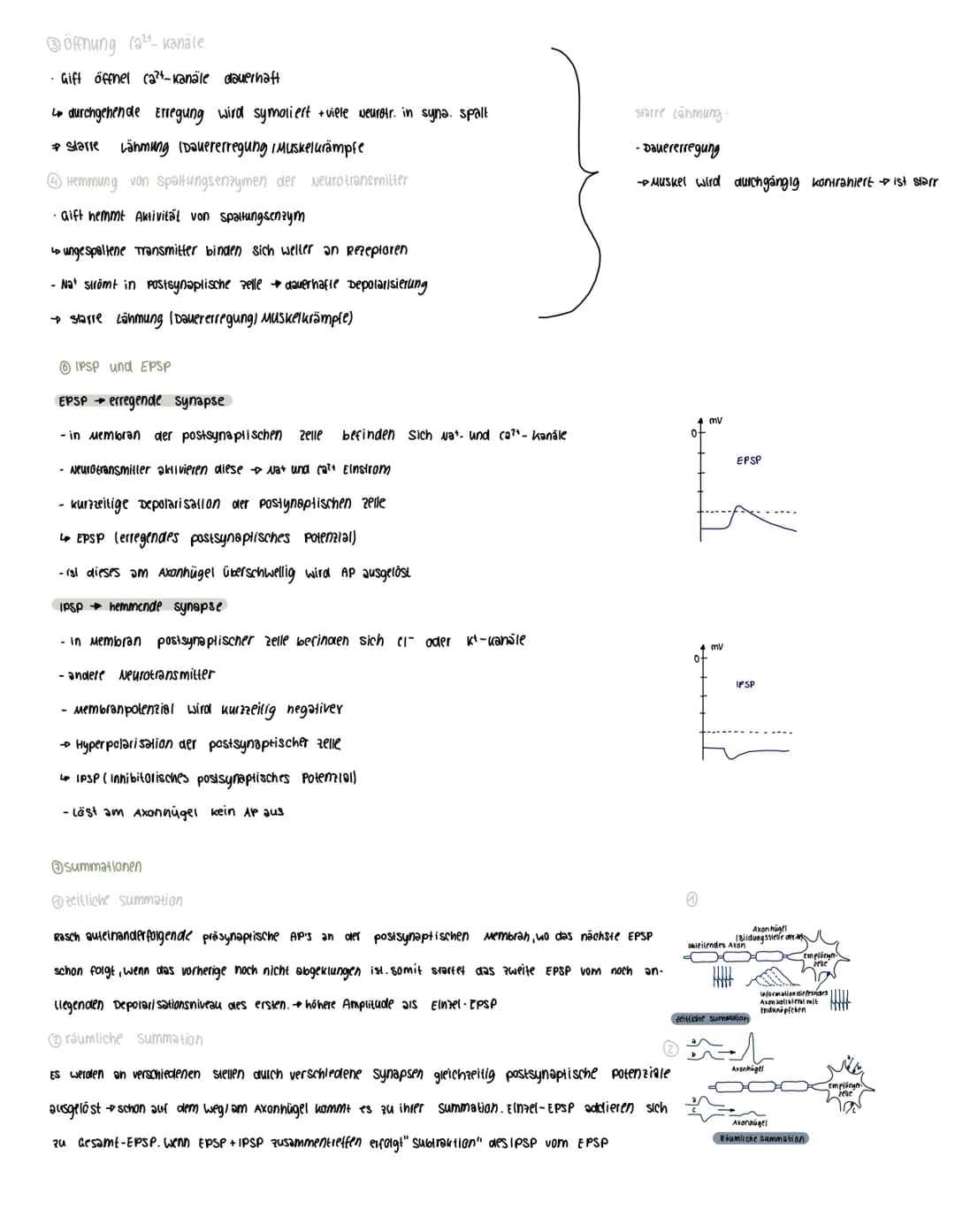  Voraussetzungswissen
Aufbau einer Nervenzelle (Neuron):
Zellkörper (soma)
schnurring
•Zellkern
Dendriten
Reiz-Reaktions-schema
Runepotenzia