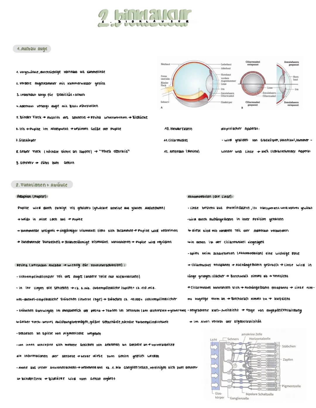  Voraussetzungswissen
Aufbau einer Nervenzelle (Neuron):
Zellkörper (soma)
schnurring
•Zellkern
Dendriten
Reiz-Reaktions-schema
Runepotenzia