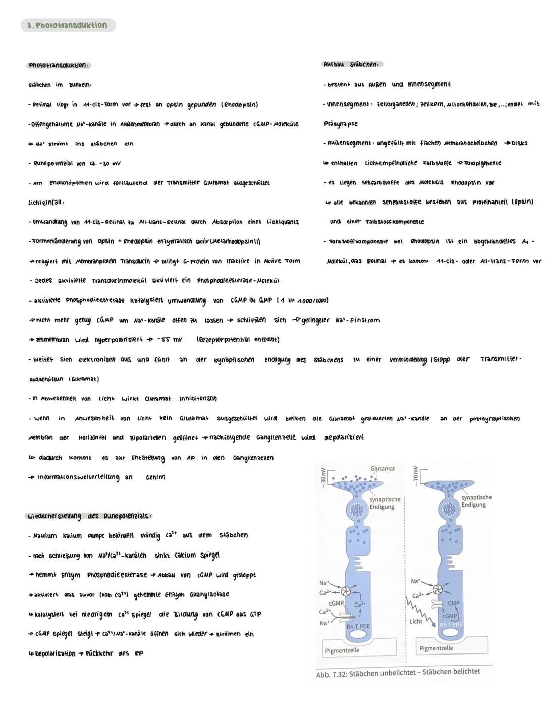  Voraussetzungswissen
Aufbau einer Nervenzelle (Neuron):
Zellkörper (soma)
schnurring
•Zellkern
Dendriten
Reiz-Reaktions-schema
Runepotenzia