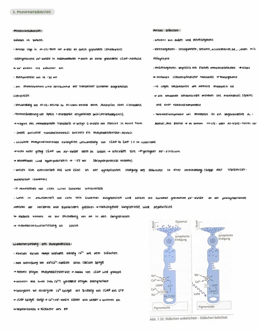  Voraussetzungswissen
Aufbau einer Nervenzelle (Neuron):
Zellkörper (soma)
schnurring
•Zellkern
Dendriten
Reiz-Reaktions-schema
Runepotenzia