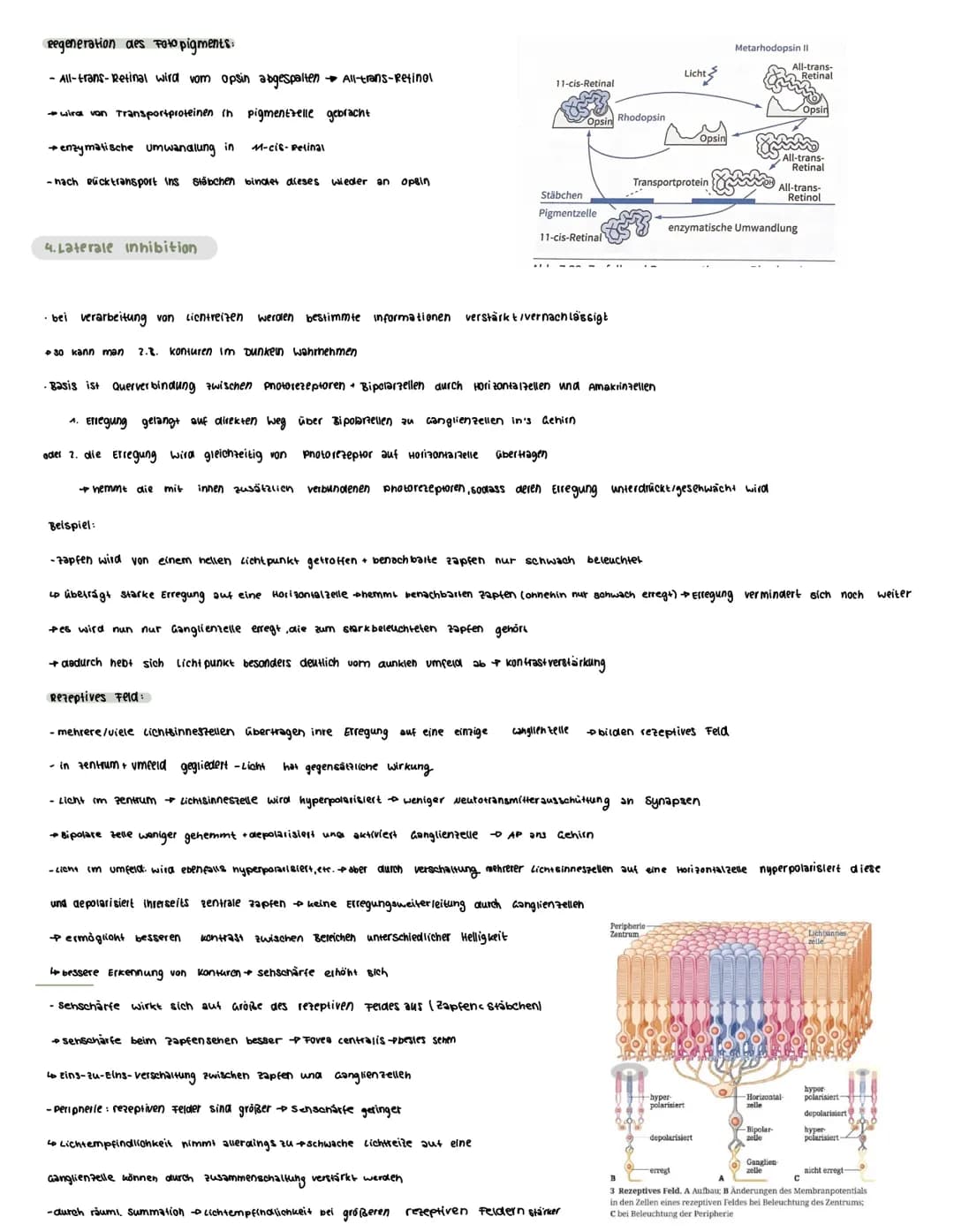  Voraussetzungswissen
Aufbau einer Nervenzelle (Neuron):
Zellkörper (soma)
schnurring
•Zellkern
Dendriten
Reiz-Reaktions-schema
Runepotenzia