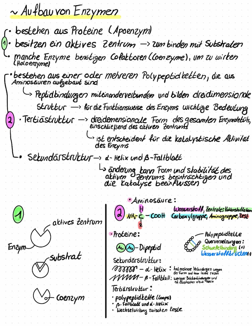 -
- beschleunigen alle biochemisch Reaktionen (Biokatalysatoren)
Protein
Proteine mit katalysar funktion
-
Enzyme werden bei der Reaktion ni