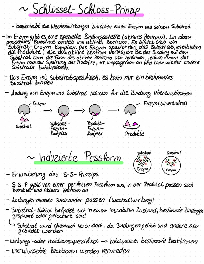 -
- beschleunigen alle biochemisch Reaktionen (Biokatalysatoren)
Protein
Proteine mit katalysar funktion
-
Enzyme werden bei der Reaktion ni