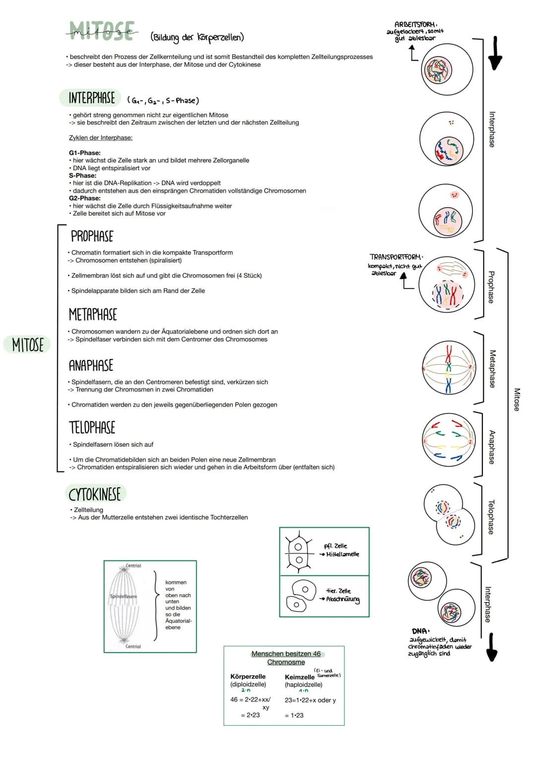 VERGLEICH VON MITOSE & MEIOSE
FUNKTION
ORT
ERBGUT
ABLAUF
ERGEBNIS
CHROMOSOMEN-
SATZ PRO
TOCHTERZELLE
CROSSING
OVER
INTERPHASE
MITOSE
Vermehr