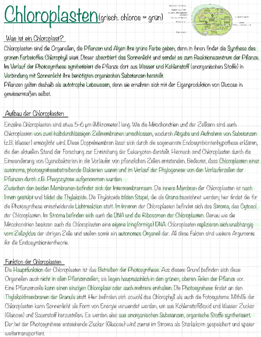 Chloroplasten Aufbau und Funktion - Einfach erklärt