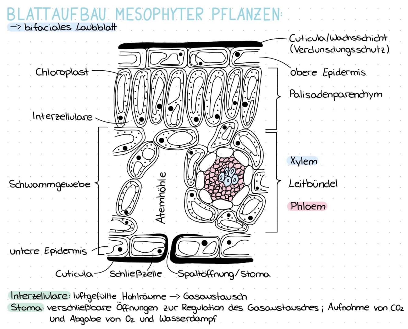 BLATTAUFBAU MESOPHYTER PFLANZEN:
-> bifaciales Laubblatt.
Chloroplast
Interzellulare
Schwammgewebe
untere Epidermis
Atemhöhle
Cuticula-
-Cut