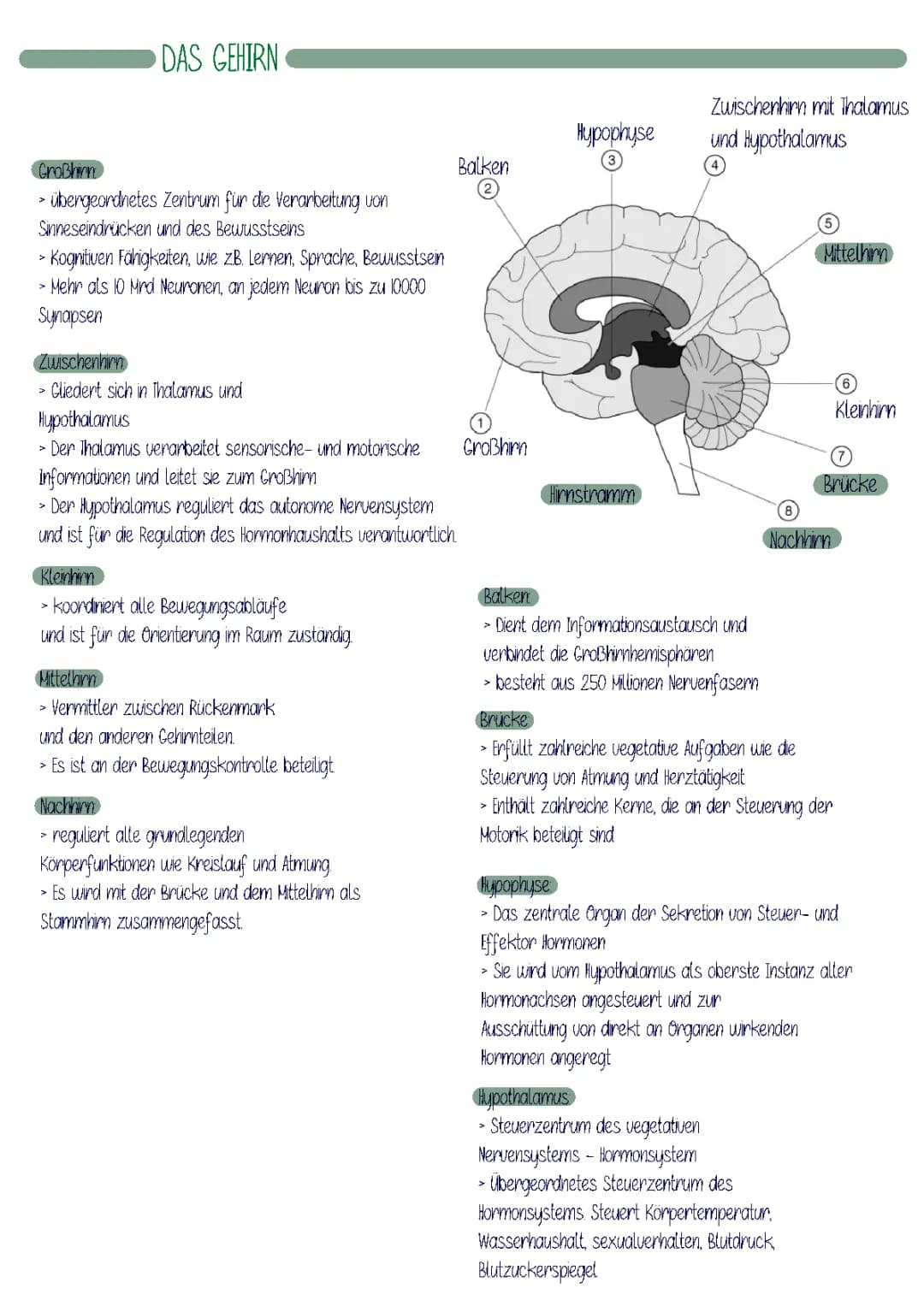 Gehirn und Gedächtnis 